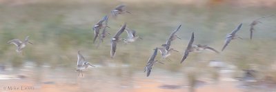 Dowitchers in low light
