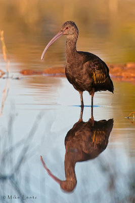 White faced ibis reflection