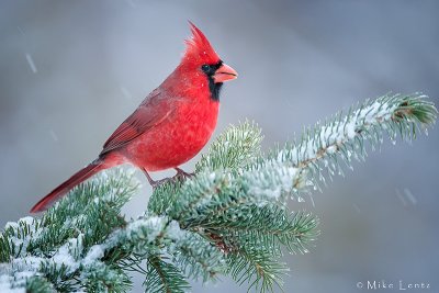 Northern Cardinal  (male)