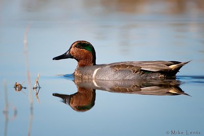 Green Winged teal