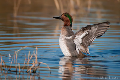 Green-WingedTeal