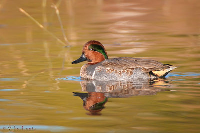 Green -Winged Teal