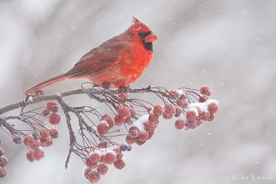 Northern Cardinal in snowstorm