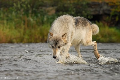 Wolf tracks over water