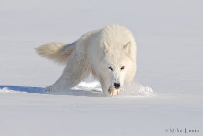 Arctic Wolf nose down