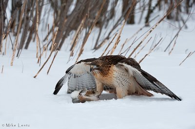 Red Tailed Hawk over prey