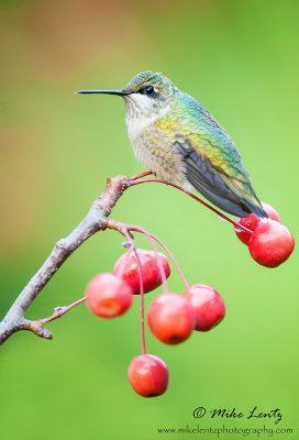 Hummingbird on berries