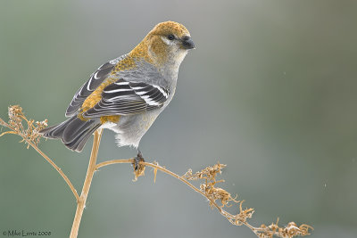 Pine Grosbeak (female) on perch