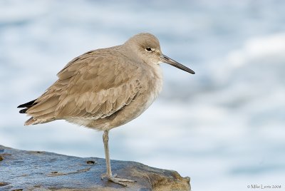 Willet (winter plumage)