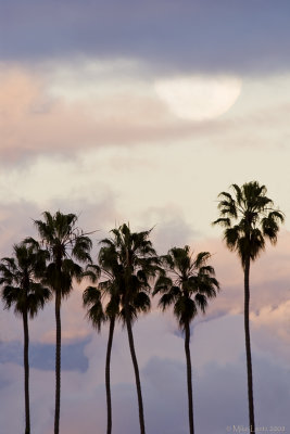 Moon over palms