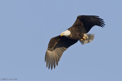 Mature bald eagle overhead