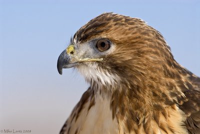 Redtail hawk