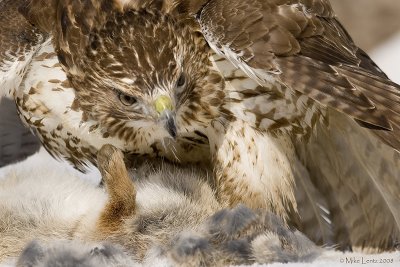 Redtail in tight on prey