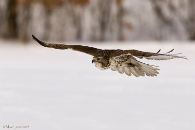 Redtail on the hunt