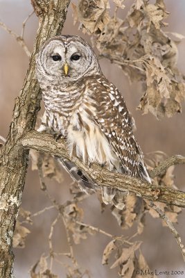 Barred Owl in Oak tree