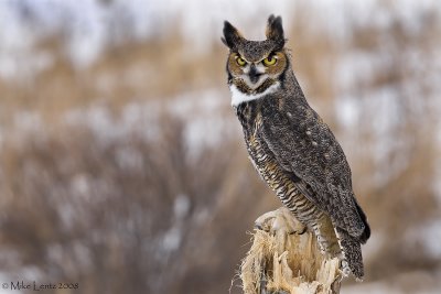 Great Horned Owl on sheared stump