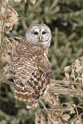 Barred owl looking back