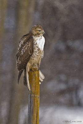 Redtail on perch during a light snowfall
