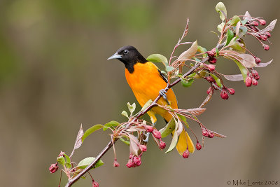 Baltimore Oriole on pre blooming branch