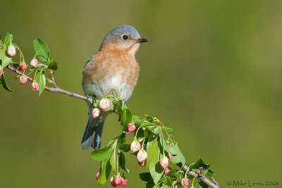 Bluebird (female) on crabapple buds