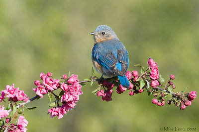 Bluebird looking back on crabapple