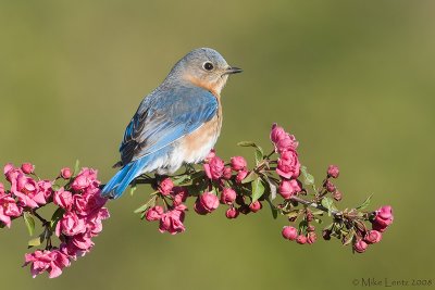 Bluebird posed on crabapple blossom