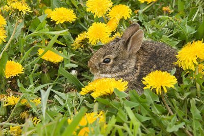 Bunny  Rabbit in the dandelions