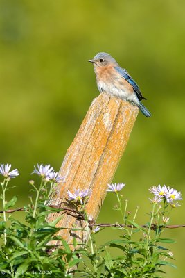 Bluebird beauty on post with flowers