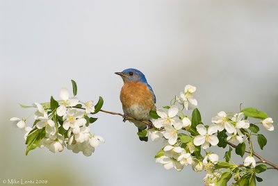 Bluebird on white blossoms