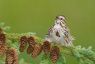 Song sparrow singing on pines