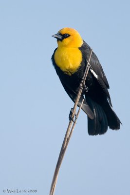 Yellow headed BB on cattails