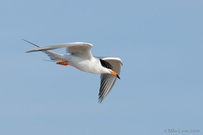 Forsters Tern diving