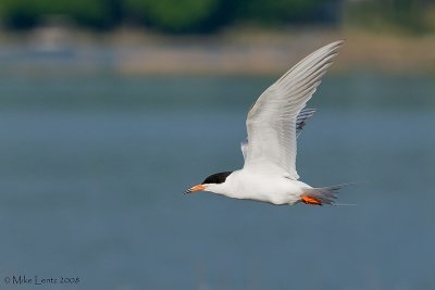 Forsters tern side view