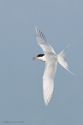 Forsters tern banking