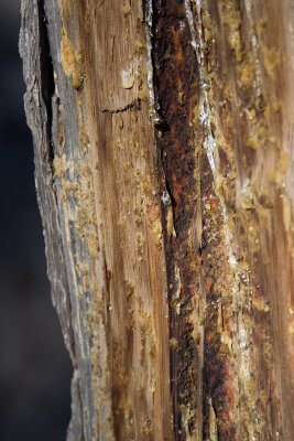 _MG_3110.jpg