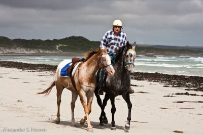 Horses on British Admiral Beach