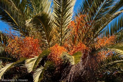Palm tree colour