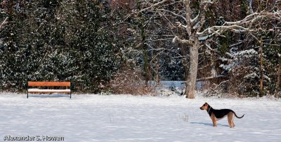 Snow dog