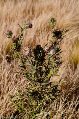 Unwanted thistle