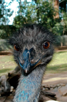 Curious emu