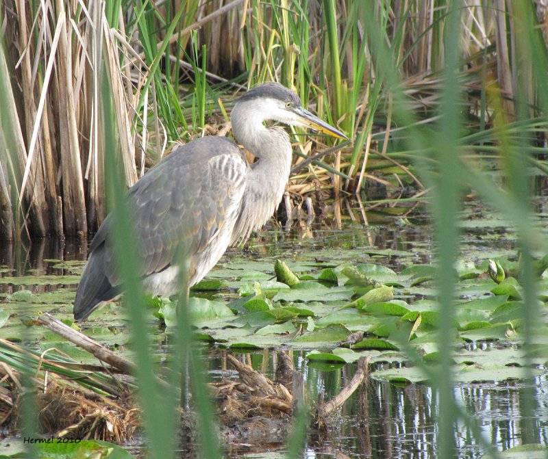 Grand Hron - Great Blue Heron