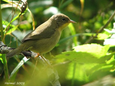 Paruline masquée femelle - Female Common Yellowthroat