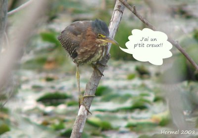 Le Hron vert et la grenouille - The Green Heron and the frog