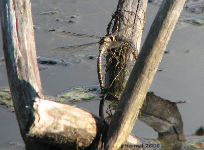 Libellule qui pond ses oeufs - Dragonfly laying eggs