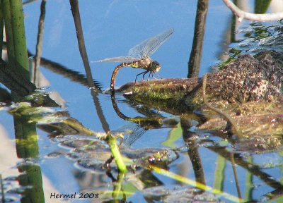 Libellule qui pond ses oeufs - Dragonfly laying eggs