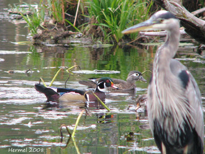 Canard branchu - Wood Duck