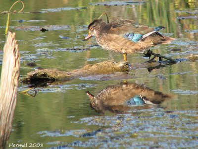 Canard branchu - Wood Duck