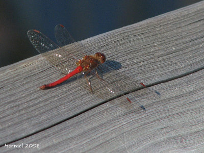 Libellule - Dragonfly
