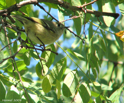 Roitelet  couronne rubis - Ruby-crowned Kinglet