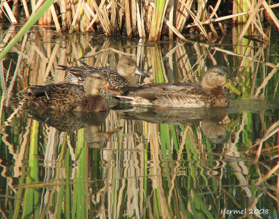 Pilet/Colvert - Pintail/Mallard